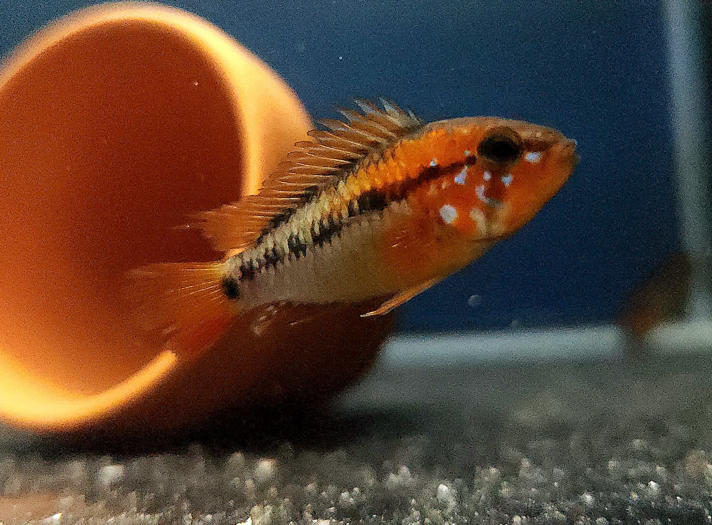 Keeping an Aquarium in Bengaluru: Water, Heat and Power Cuts