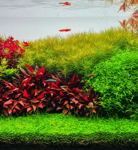 Aquatic Plants aquascaping category