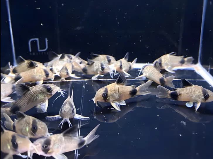Top 10 Tips For Panda Corydoras Thriving