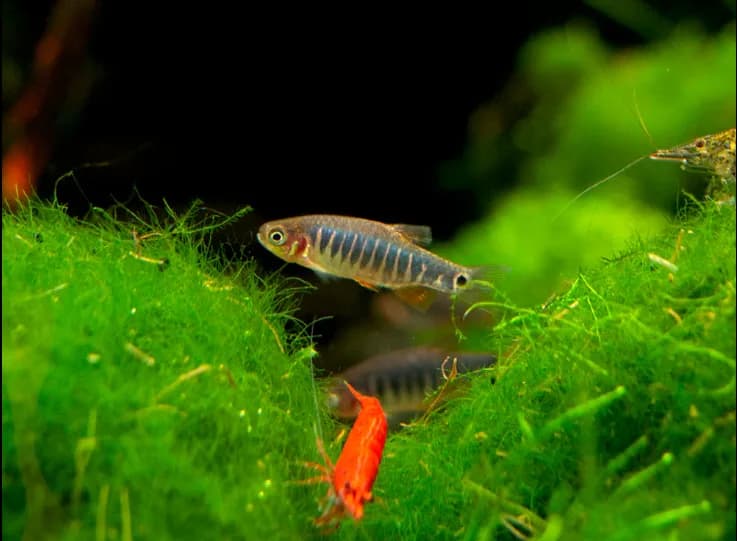 Erythromicron- How Emerald Rasboras Change The Game