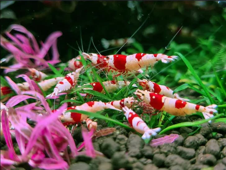 Top 10 Tips For Keeping Ornamental Shrimp