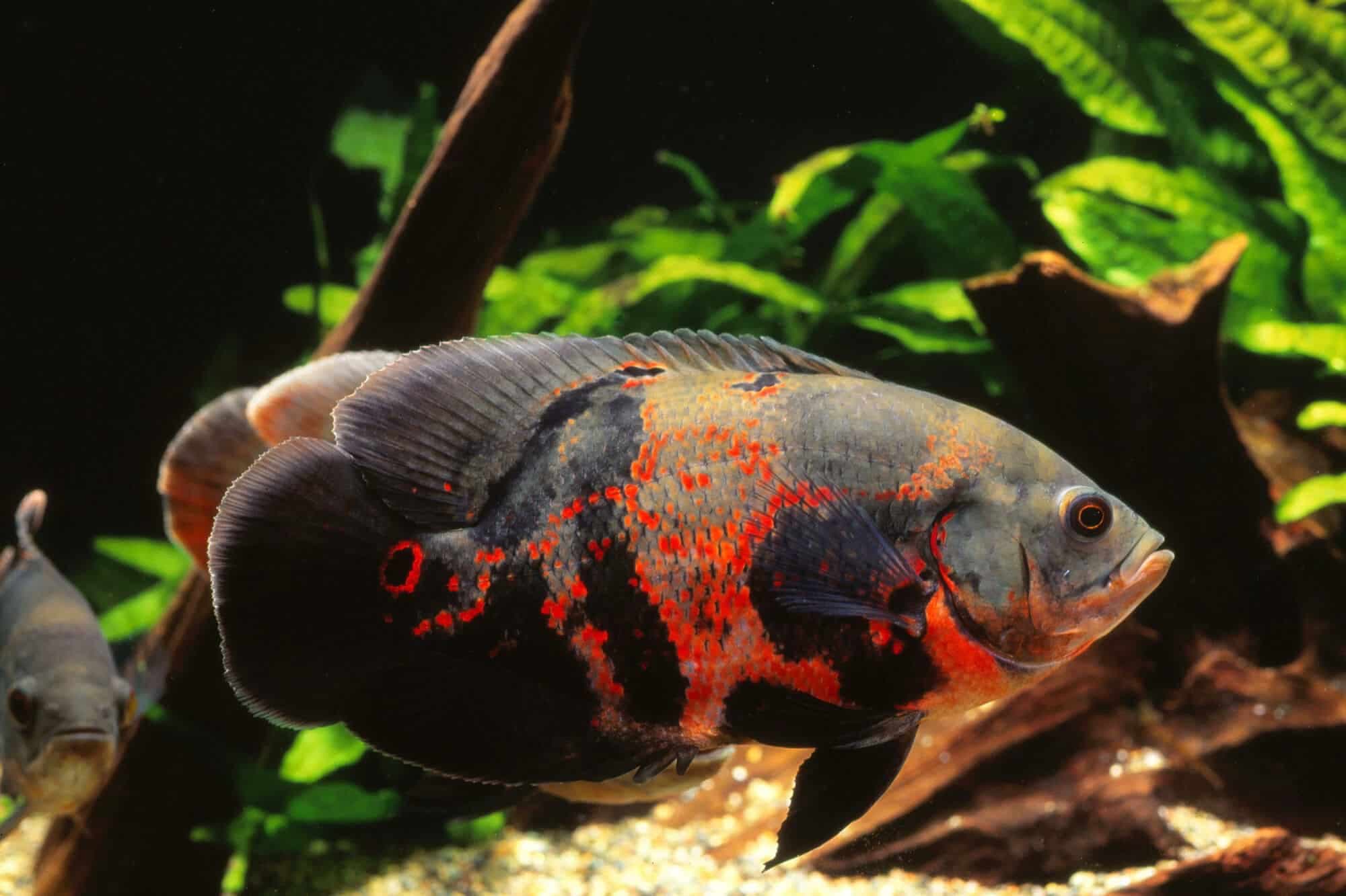 How Many Fish Can You Keep? A Tank Size and Stocking Guide