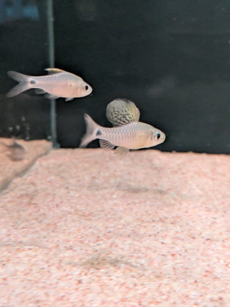Drape fin Barb