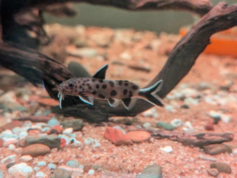 Synodontis Petricola (Each)