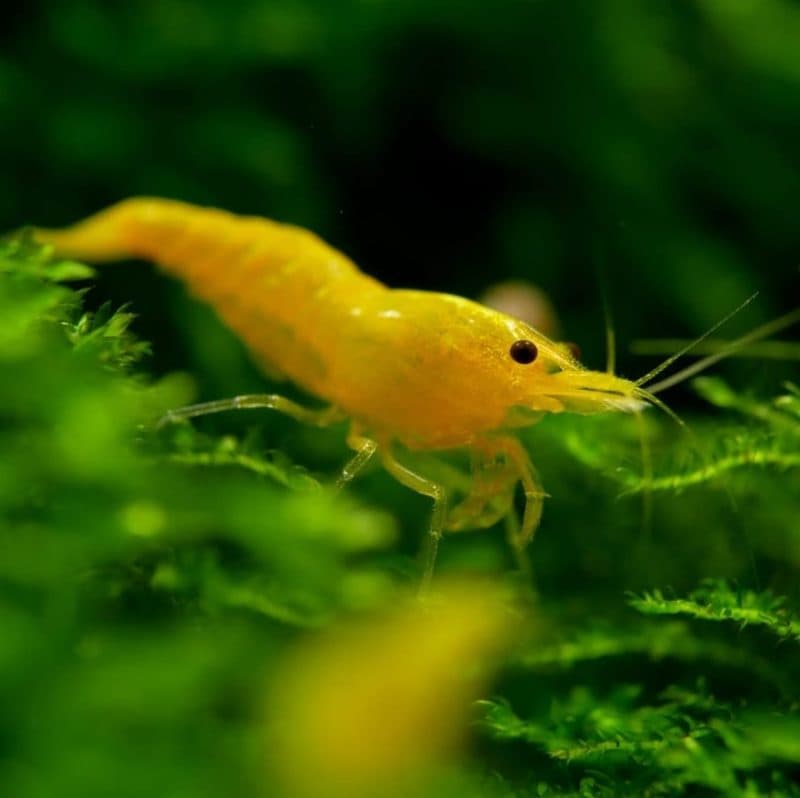 Yellow shrimps (Each)