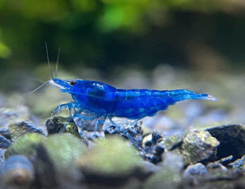 Dream Blue Shrimps (Each)