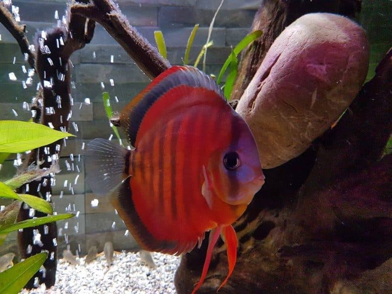 Brown cross Sunmerah Discus (Each)