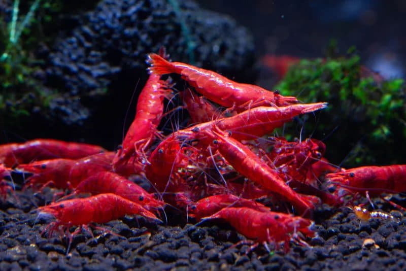 Fire red shrimp (Each)