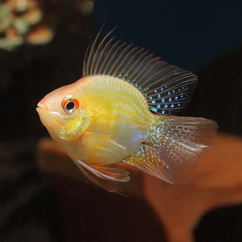 Golden Balloon Ram Cichlid (Each)