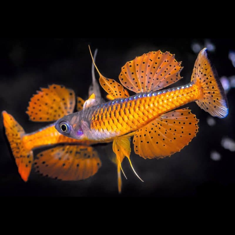 Paskai Rainbowfish (Each)