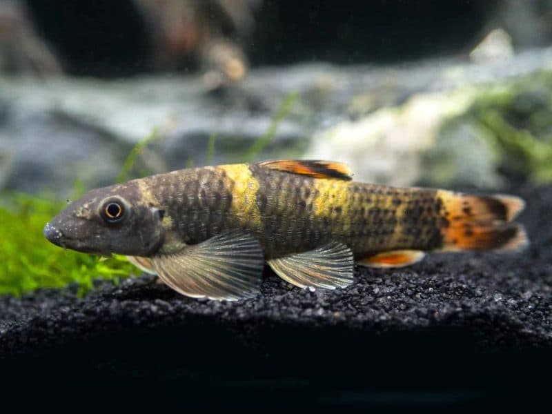 Panda Garra (Each)