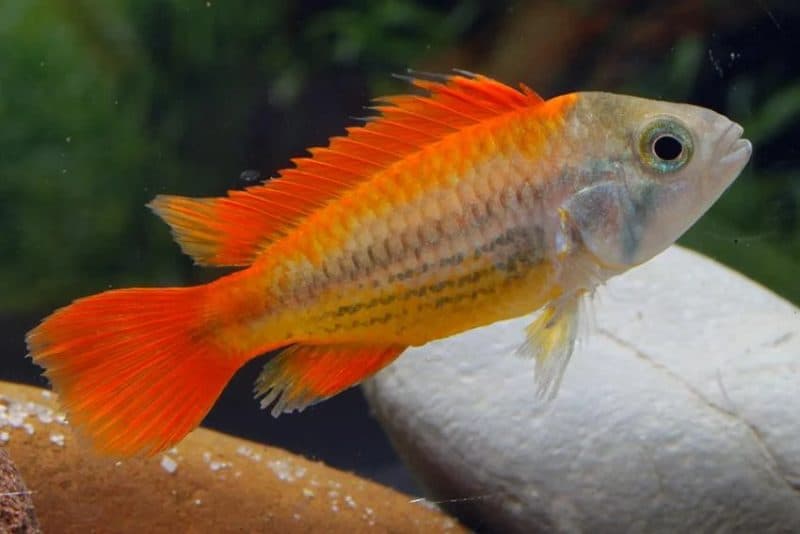 Apistograma macmasteri 3.5-4cm (Each)