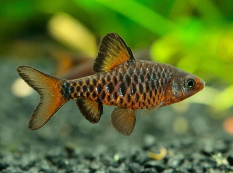 Checkerboard Barb (Each)