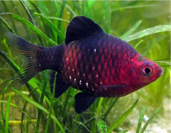 Ruby Barb (Each)