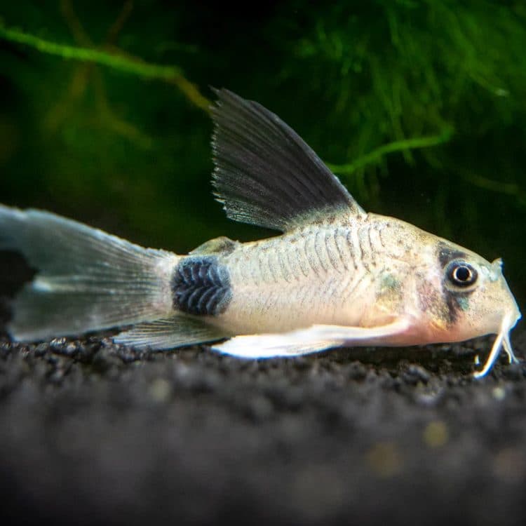 Longfin Panda Corydoras
