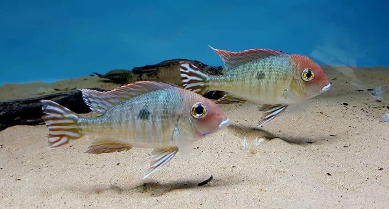 Red Head Tapajos (Each)
