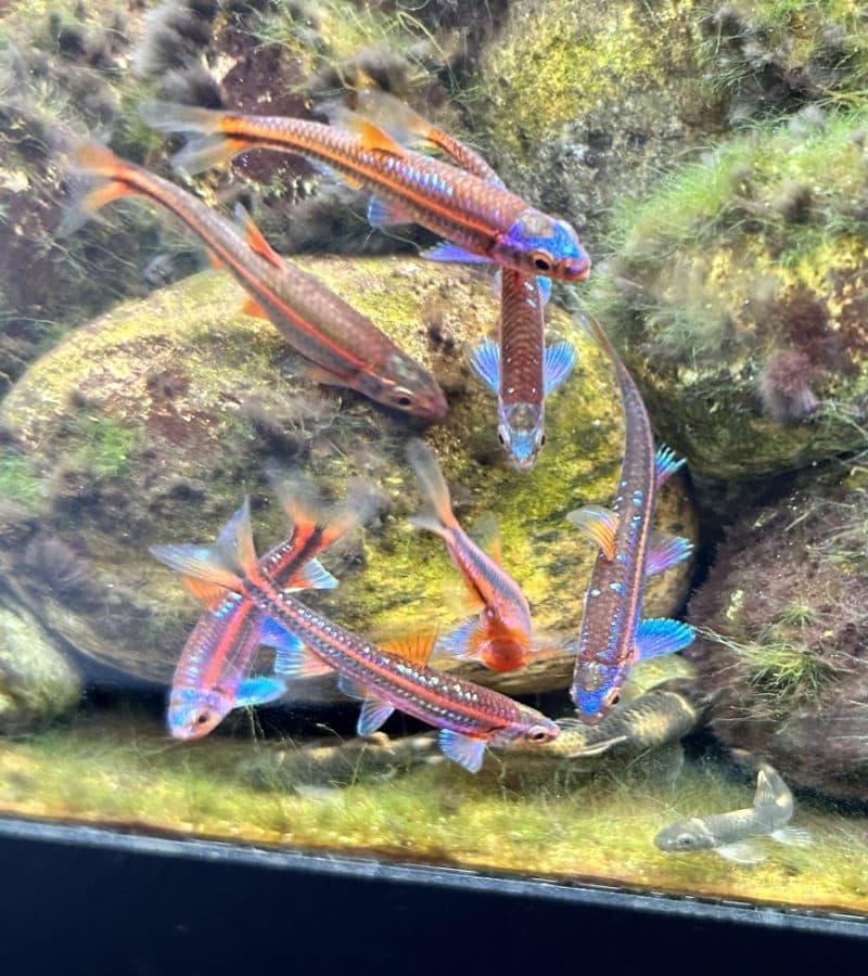 Rainbow Shiners (Each)