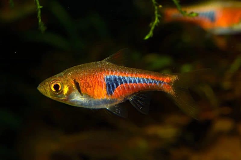 Espei Rasbora (Each)