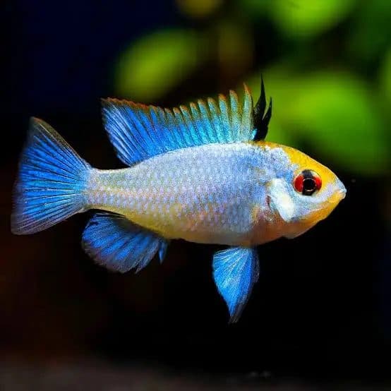 Electric Blue Rams (Each)