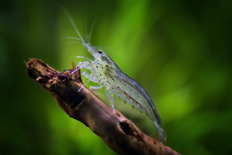 Yamato Shrimp XL (Each)