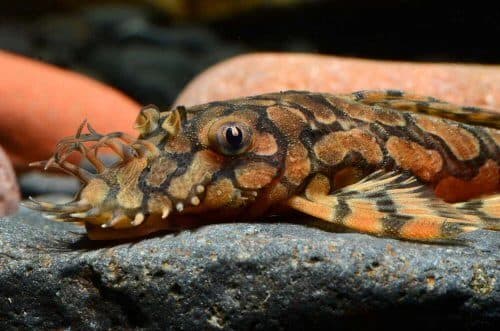L519 Pleco (Each)