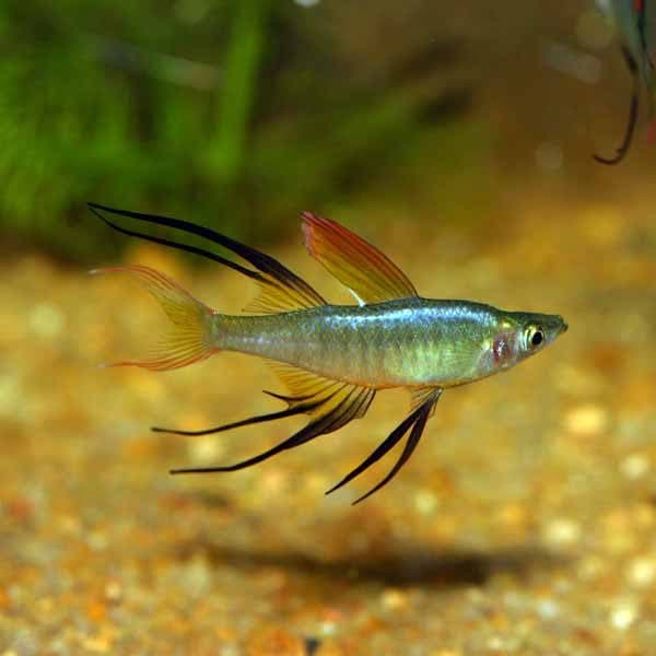 Threadfin Rainbowfish (Each)