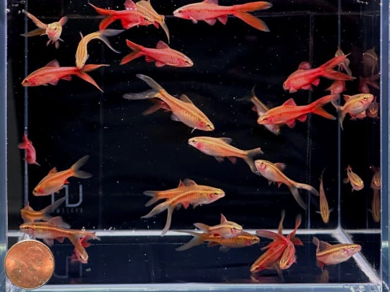 Veiltail Cherry Barb (Each)