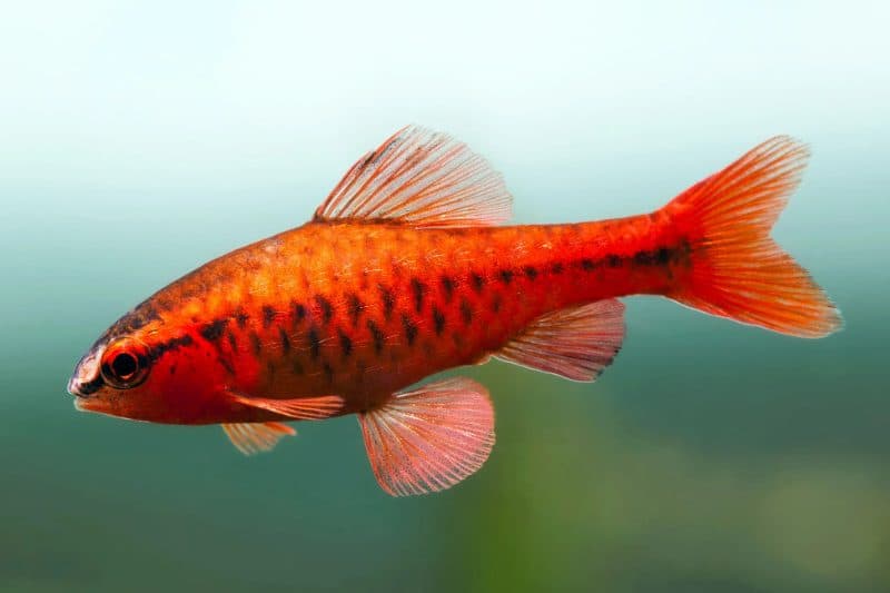 Cherry Barb (Each)