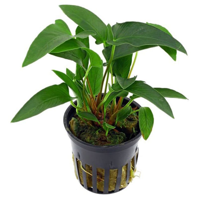 Anubias gracilis (small) - Pot