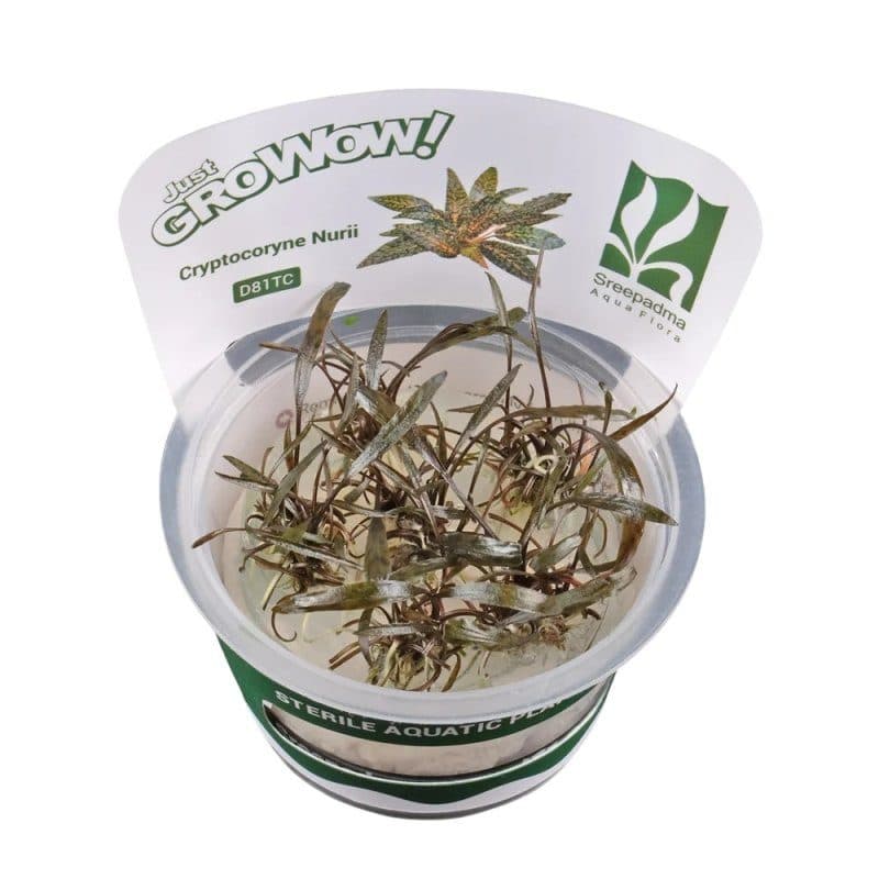 Cryptocoryne Nurii - Tissue Culture Cup