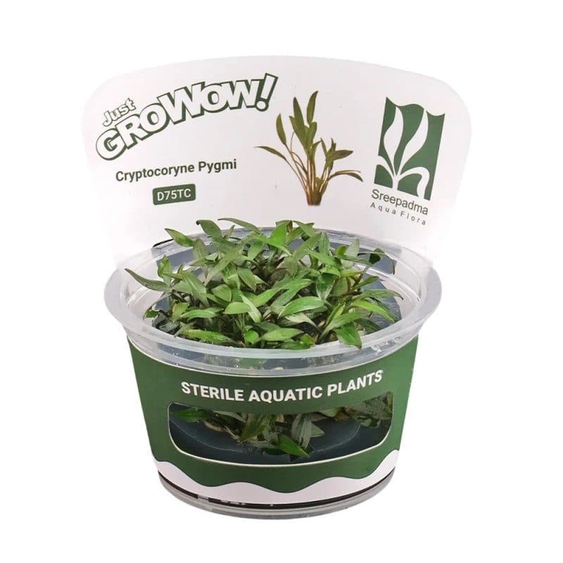 Cryptocoryne Pygmi - Tissue Culture Cup