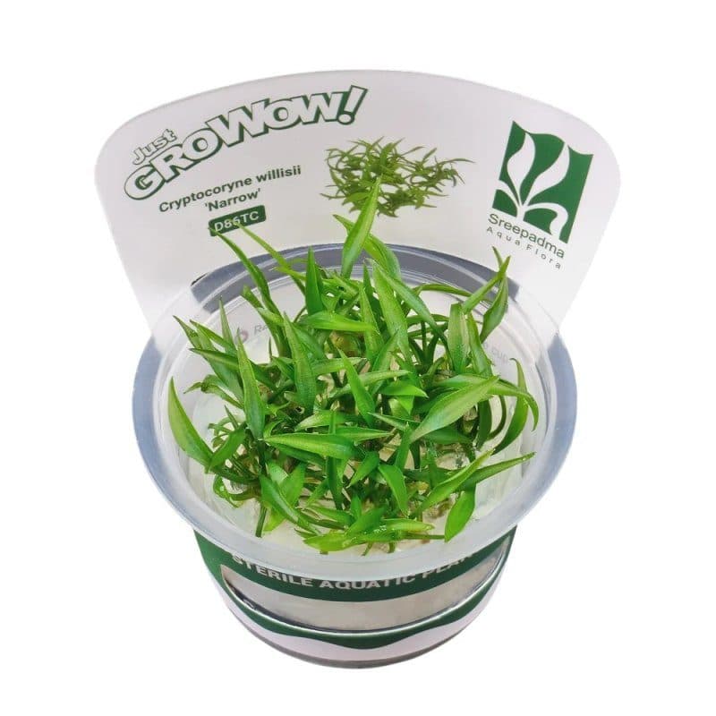 Cryptocoryne willisii 'Narrow' - Tissue Culture Cup