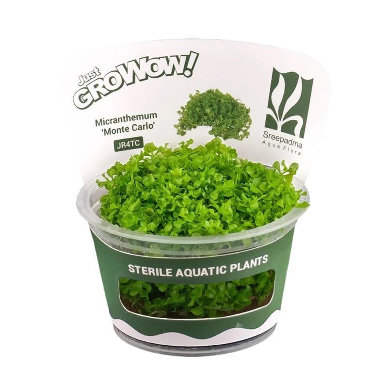Micranthemum 'Monte Carlo' - Tissue Culture Cup
