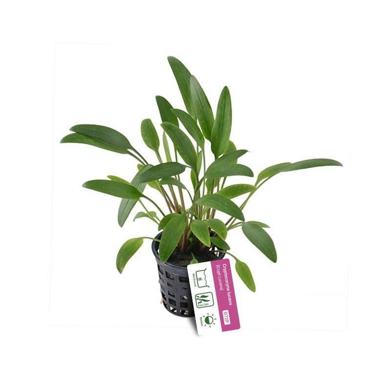 Cryptocoryne lucens - Pot
