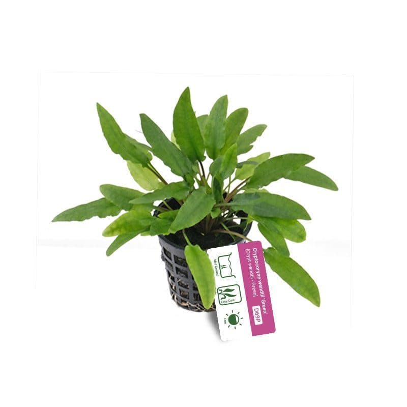 Cryptocoryne wendtii 'Green' - Pot