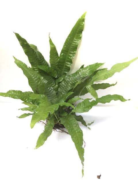 Java Fern- on Pot