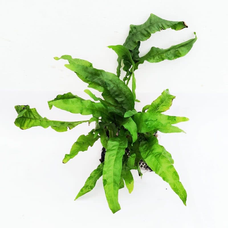 Java fern narrow leaf -Pot