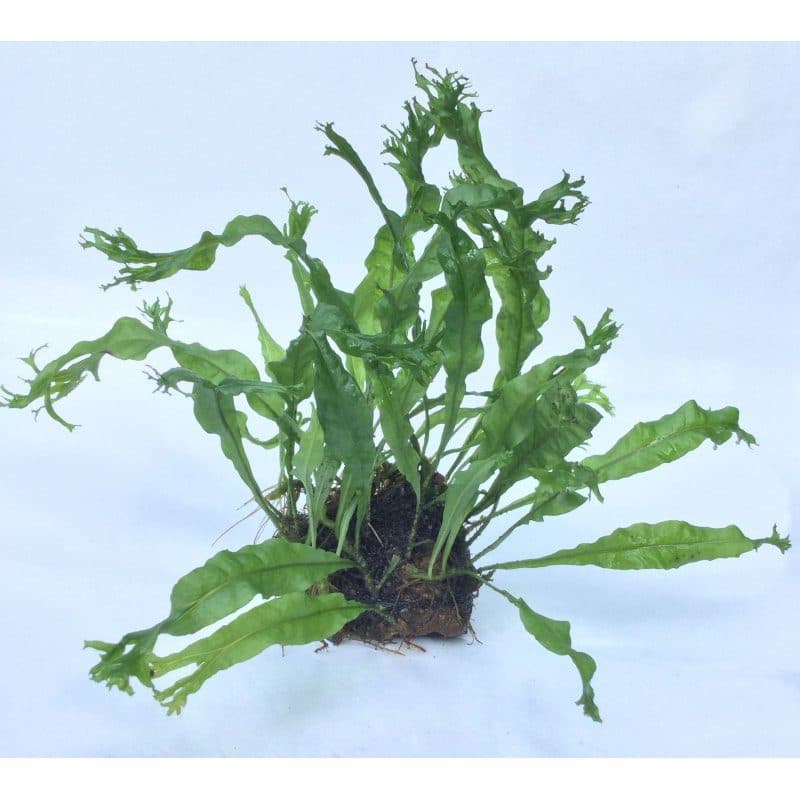 Windelov fern -Pot
