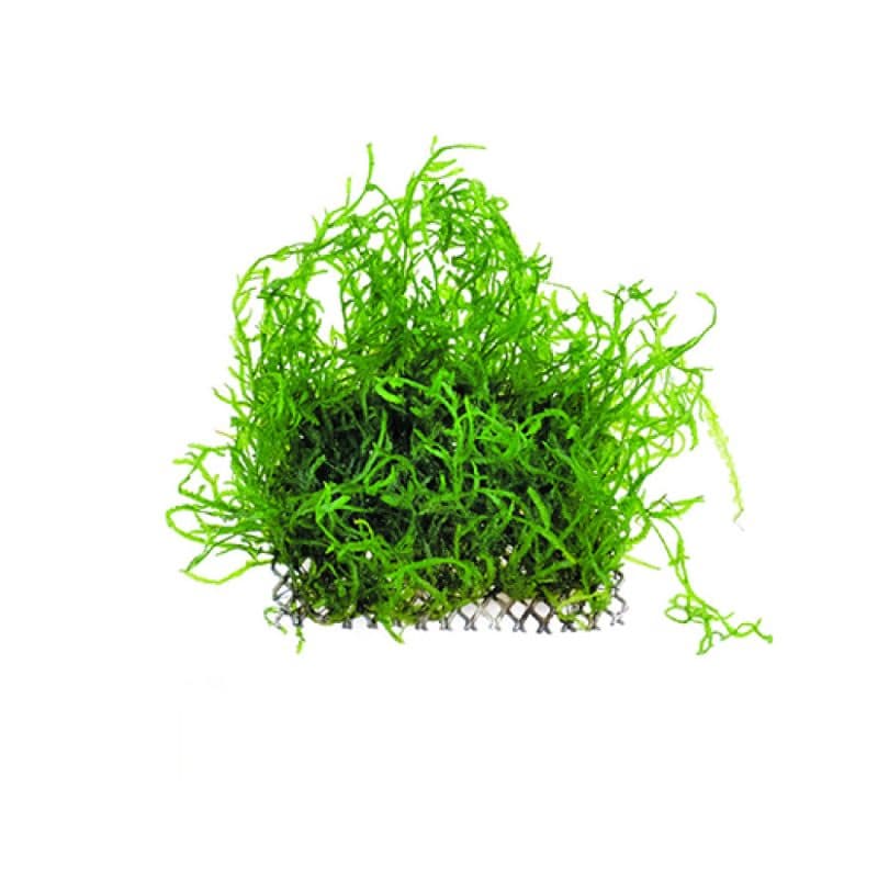 Flame Moss on Mesh