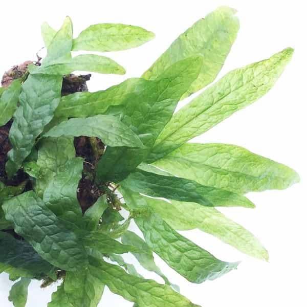 Dwarf Java fern -Rock