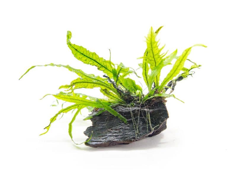 Java fern 'Narrow leaf' -Rock