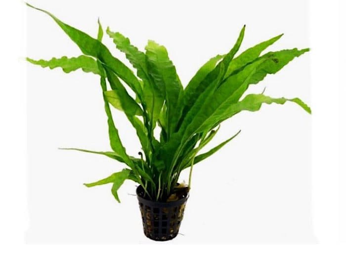 Java fern 'Wrinkle leaf' -Rock
