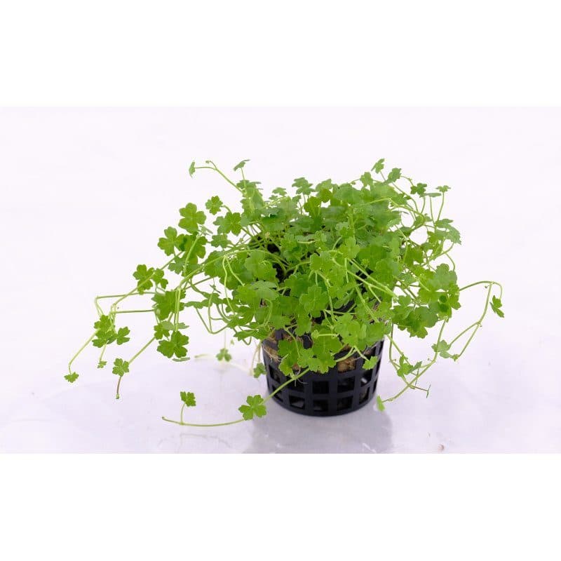 Hydrocotyle sp. Japan 'Mini'