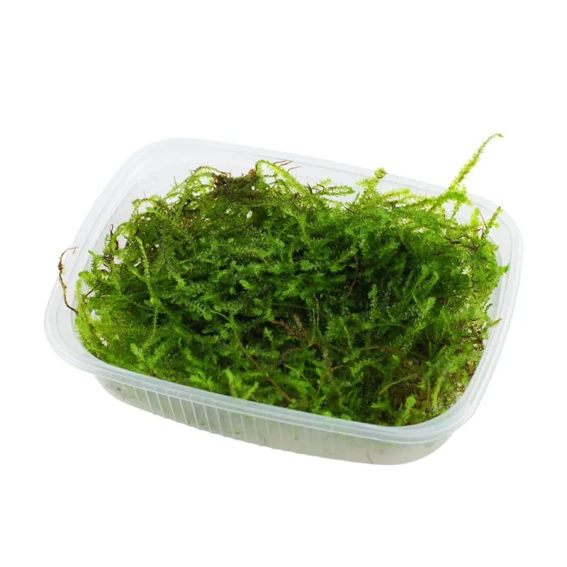 Java moss- Loose portion