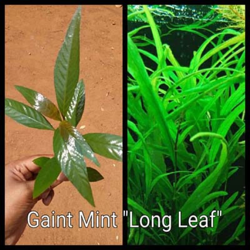 Giant mint – Long leaf
