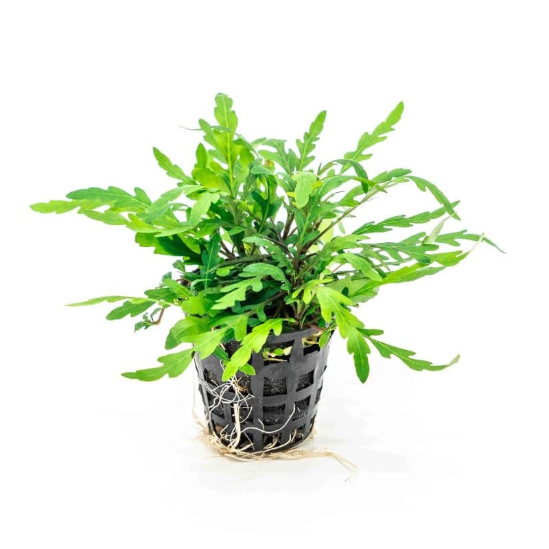 Pinnatifida Pot
