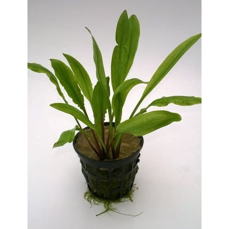 Crypt. Cognatoides