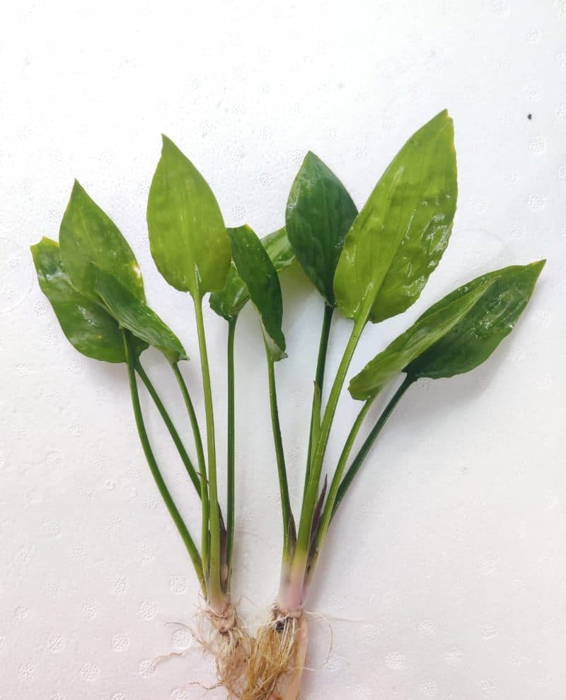 Cryptocoryne alba