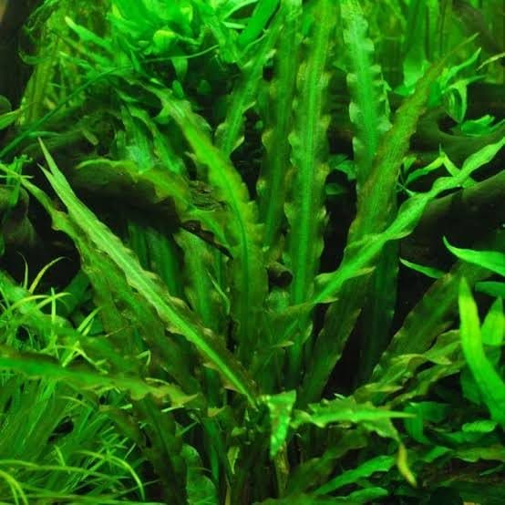 Cryptocoryne spiralis - Broad leaf