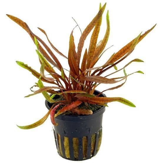 Cryptocoryne sp. tiger